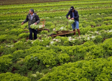 Governo Bolsonaro suspende financiamento para agricultura familiar